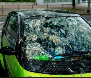 bird_poop_on_windshield